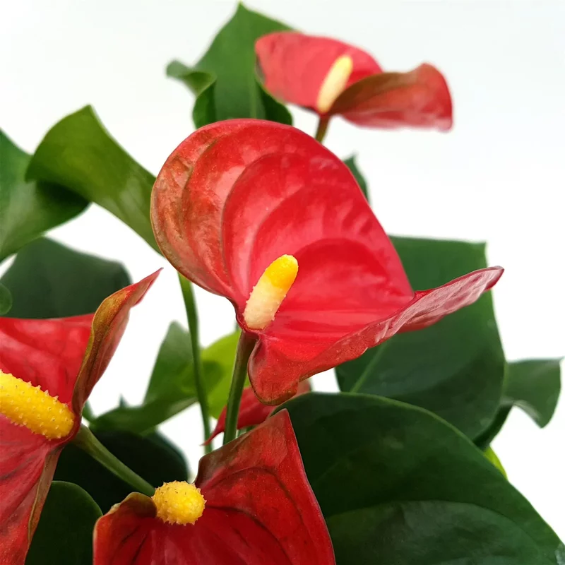 Anthurium mare 45 cm- Floarea flamingo