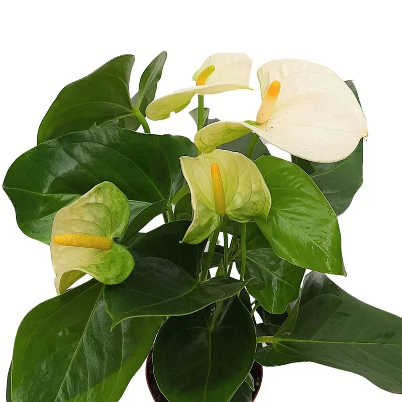 Anthurium mare 45 cm- Floarea flamingo