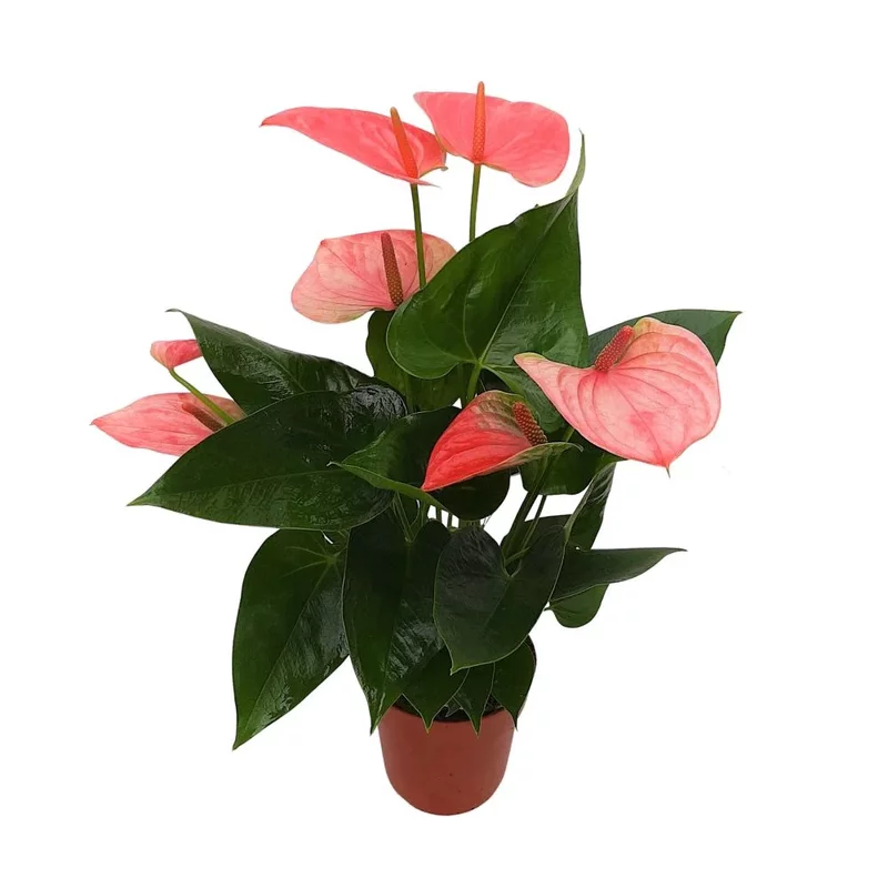 Anthurium mare 45 cm- Floarea flamingo