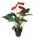 Anthurium mare 45 cm- Floarea flamingo