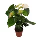 Anthurium mare 45 cm- Floarea flamingo