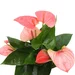 Anthurium mare 45 cm- Floarea flamingo